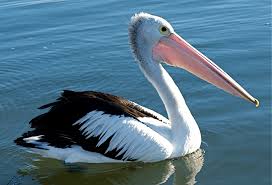 pelican是什么意思