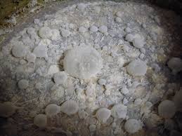 pellicle是什么意思