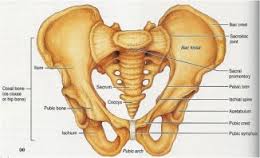 pelvic是什么意思