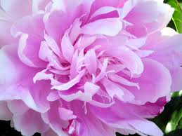 peony是什么意思