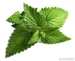 peppermint是什么意思