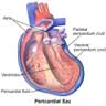 pericardium是什么意思
