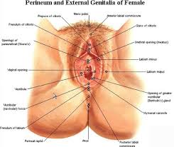 perineum是什么意思