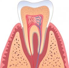 periodontics是什么意思