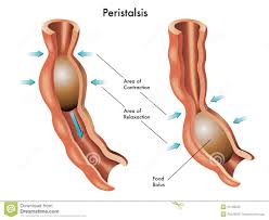 peristalsis是什么意思