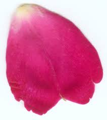 petal是什么意思