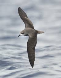 petrel是什么意思