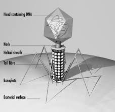 phage是什么意思