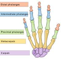 phalange是什么意思
