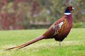 pheasant是什么意思