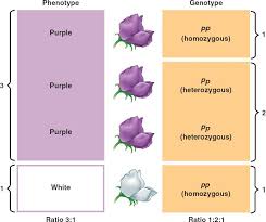 phenotype是什么意思
