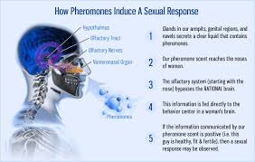 pheromone是什么意思