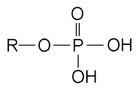 phosphate是什么意思