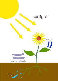 photosynthetic是什么意思