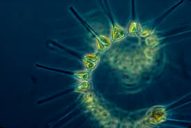 phytoplankton是什么意思