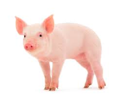 pig是什么意思