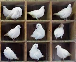 pigeon-hole是什么意思