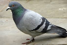 pigeon是什么意思