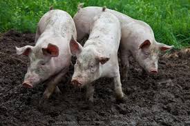 pigsty是什么意思
