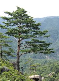 pine是什么意思