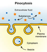 pinocytosis是什么意思