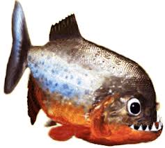 piranha是什么意思