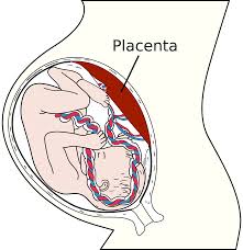 placental是什么意思