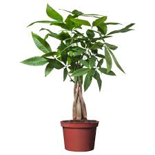 plant是什么意思
