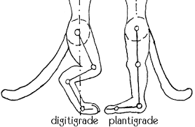 plantigrade是什么意思