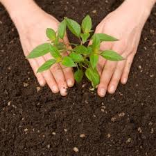 planting是什么意思