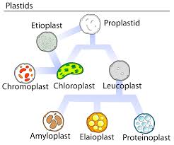 plastid是什么意思