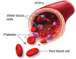 platelet是什么意思