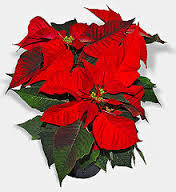 poinsettia是什么意思