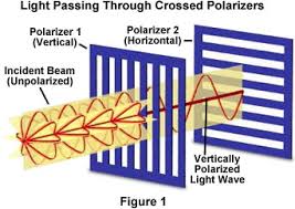 polarization是什么意思
