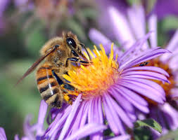 pollination是什么意思