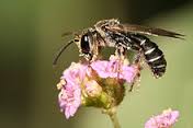 pollinator是什么意思