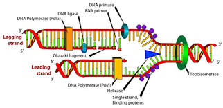 polymerase是什么意思