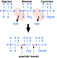 polypeptide是什么意思