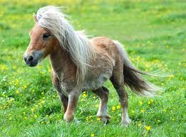 pony是什么意思