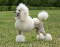 poodle是什么意思