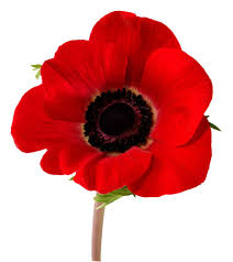 poppy是什么意思