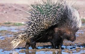porcupine是什么意思
