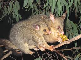 possum是什么意思