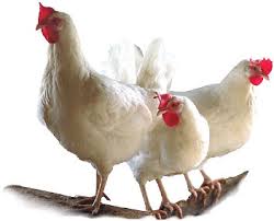 poultry是什么意思