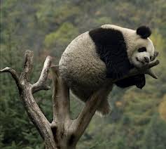 precariously是什么意思