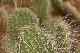 prickly是什么意思