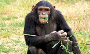 primatology是什么意思