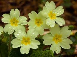primrose是什么意思