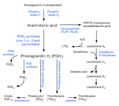 prostaglandin是什么意思
