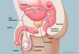 prostate是什么意思